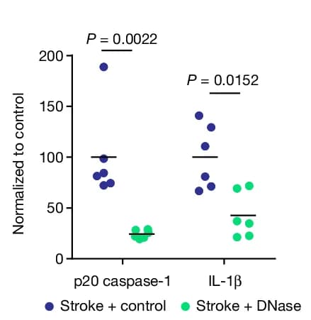 Open access visualization of Scatter Plot, Cleaved p20 Caspase-1, CCA Lysates, HCD-fed ApoE -/-, Tandem Stenosis Surgery