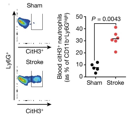 Open access visualization of Scatter Plot, Flow Cytometry, Citrullinated Histone 3, Neutrophils, Sham
