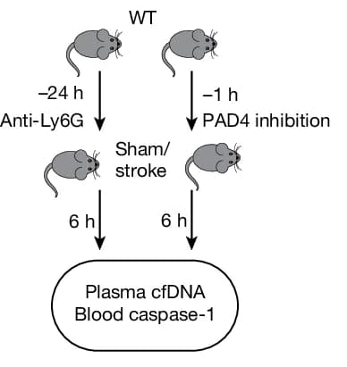 Open access visualization of Workflow, Flowchart, Illustration, Experimental Design, Anti-Ly6G Neutrophil Depletion