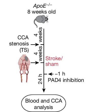 Open access visualization of Workflow, Illustration, NETosis, PAD4 Inhibitor, Stroke