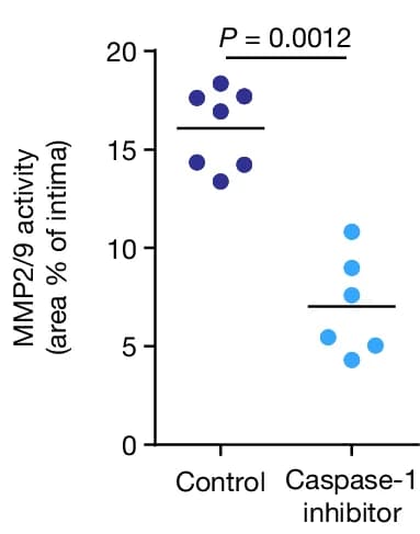 Open access visualization of Scatter Plot, In Situ Zymography, MMP2/9 Activity, CCA Sections, Stroke