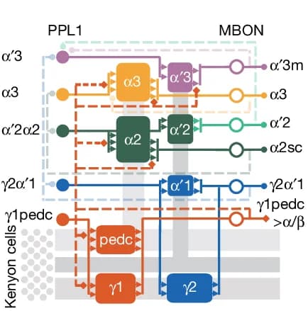 Open access visualization of Workflow, Flowchart, PPL1-DAN, MBON, Mushroom Body