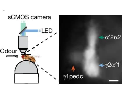 Open access visualization of Microscopy, Illustration, Voltage Imaging, Locomotion, Odour Presentation