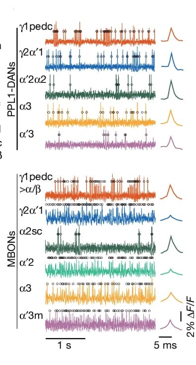 Open access visualization of Line Plot, Density Plot, Voltage Traces, Spontaneous Spikes, PPL1-DAN