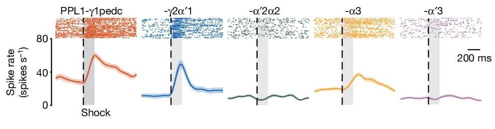 Open access visualization of Line Plot, Scatter Plot, Error Bars, Raster Plots, PPL1-DAN Spiking
