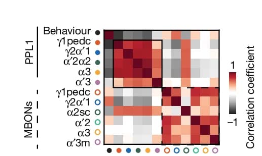 Open access visualization of Heatmap, Correlation Coefficients, Neuron Types, Odor Responses, Rotational Responses