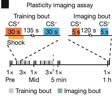 Open access visualization of Workflow, On-ball memory assay, Associative Learning, Memory Assay, Flies