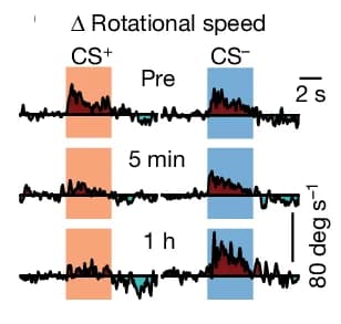 Open access visualization of Line Plot, Behavioural Responses, Trackball, Odour Testing, Training