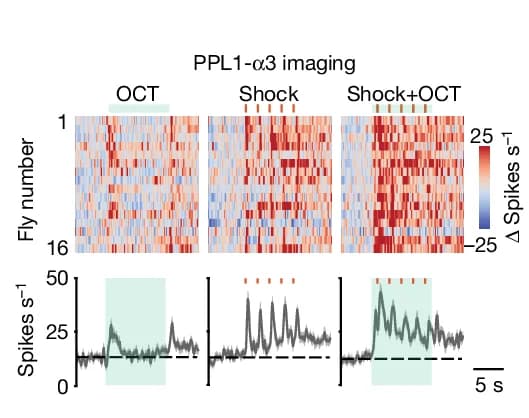 Open access visualization of Heatmap, Line Plot, Attractive Odour, Repulsive Odour, Punishment-Induced Spiking