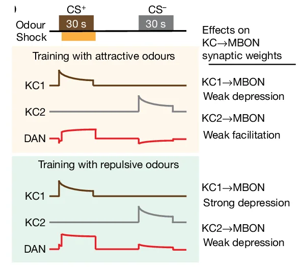 Open access visualization of Line Plot, Line Step, Anti-Hebbian Plasticity, KC→MBON Connections, Training Bout