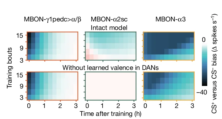 Open access visualization of Heatmap, CS +, CS −, MBON Spiking, Training Bouts