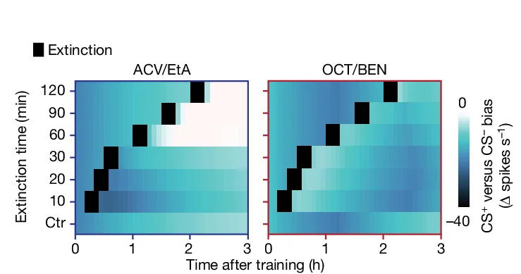 Open access visualization of Heatmap, MBON-α3 Plasticity, Extinction Training, CS +, CS −