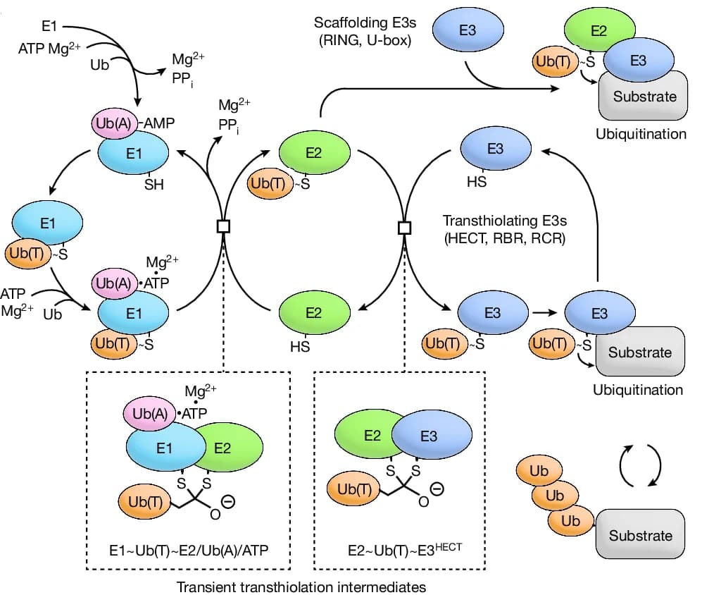 Open access visualization of Workflow, Flowchart, Illustration, Ubiquitin Conjugation, Cascade