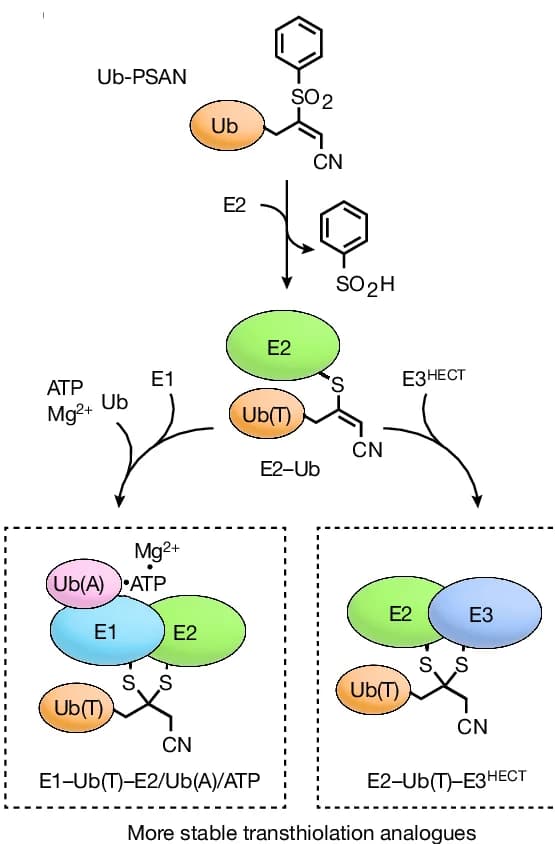 Open access visualization of Workflow, Illustration, Ub-PSAN Probe, E2 Enzyme, E2-Ub Vinyl Thioether