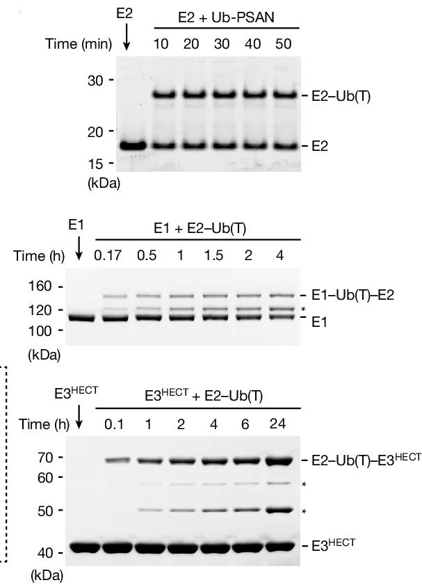 Open access visualization of Gel, SDS-PAGE, Ub-PSAN, E2 Enzyme, E2-Ub(T) Vinyl Thioether