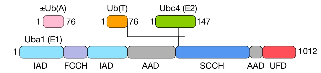 Open access visualization of Workflow, Illustration, Ubiquitin, E2, E1