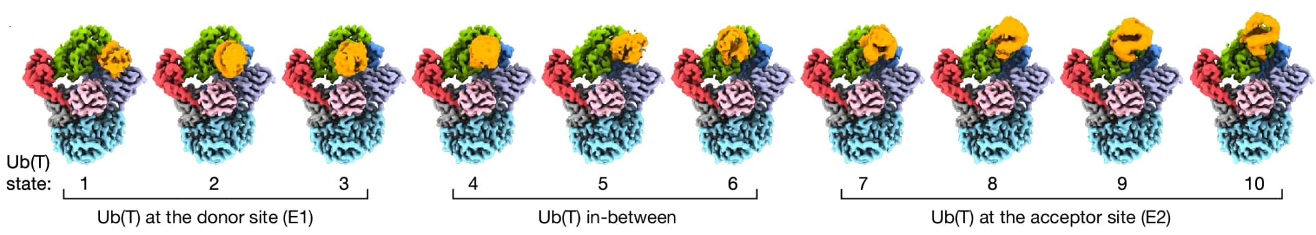 Open access visualization of Protein Structure, E1, 3D Classification, Ubiquitin