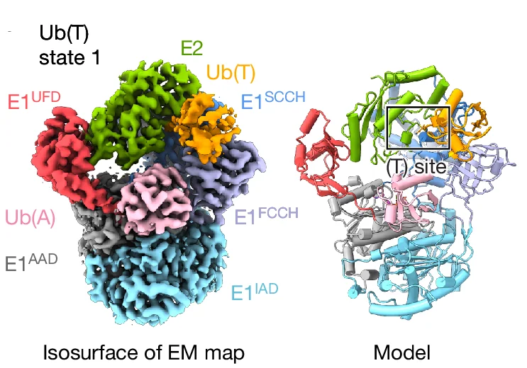 Open access visualization of Protein Structure, Reconstructions, Electron Microscopy, Ubiquitin