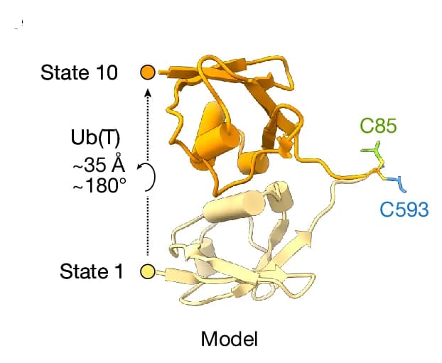 Open access visualization of Protein Structure, Models, Ubiquitin, Rotation, Translation