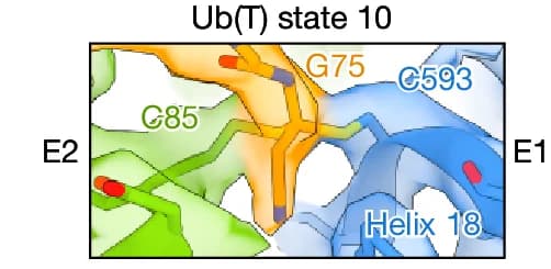 Open access visualization of Protein Structure, Transthiolation Site, Electron Microscopy, E1, Ubiquitin