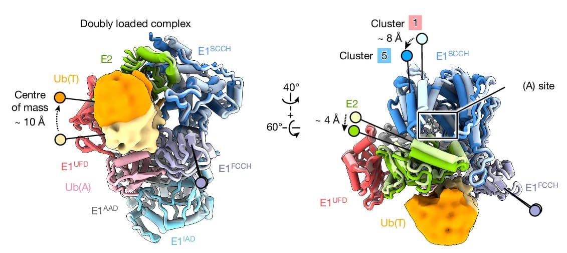 Open access visualization of Protein Structure, E1, SCCH Domain, E2, Ub(T)