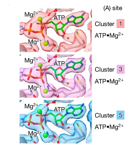 Open access visualization of Protein Structure, Chemical Structure, Electron Microscopy, Adenylation Site, Ub(T) Conformations