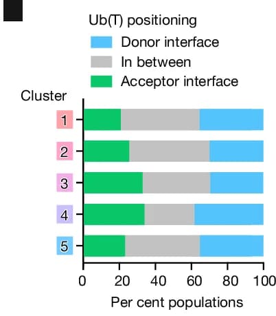 Open access visualization of Stacked Bar Plot, Electron Microscopy, Adenylation Site, Ub(T) Conformations, E1 Cluster