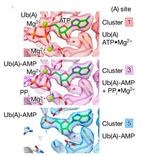 Open access visualization of Protein Structure, Chemical Structure, Electron Microscopy, Adenylation Site, Ub(T) Conformations