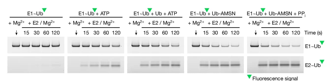 Open access visualization of Gel, E1, E2, Transthiolation, Adenylation Site Ligands