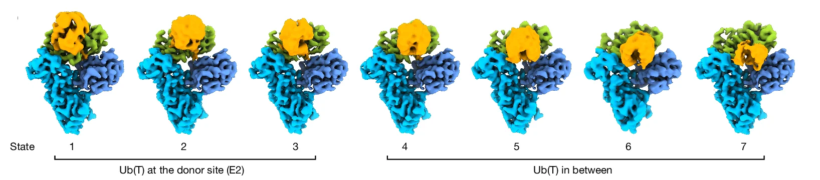 Open access visualization of Protein Structure, Reconstructions, E2Ub(T)E3 HECT, Ubiquitin, Conformations