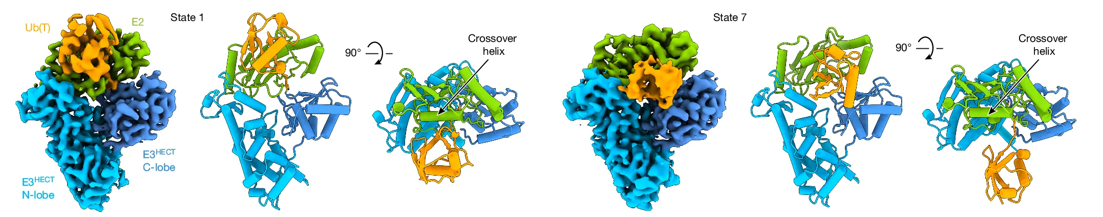Open access visualization of Protein Structure, Reconstructions, Models, Ubiquitin, Orthogonal Views