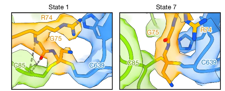 Open access visualization of Protein Structure, Chemical Structure, Transthiolation Sites, Electron Microscopy, Densities