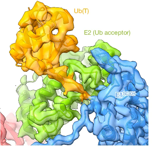 Open access visualization of Protein Structure, Reconstruction, Model, E1-Ub(T)-E2, Ubiquitin
