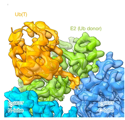 Open access visualization of Protein Structure, Reconstruction, Model, E2-Ub(T)-E3 HECT, Ubiquitin
