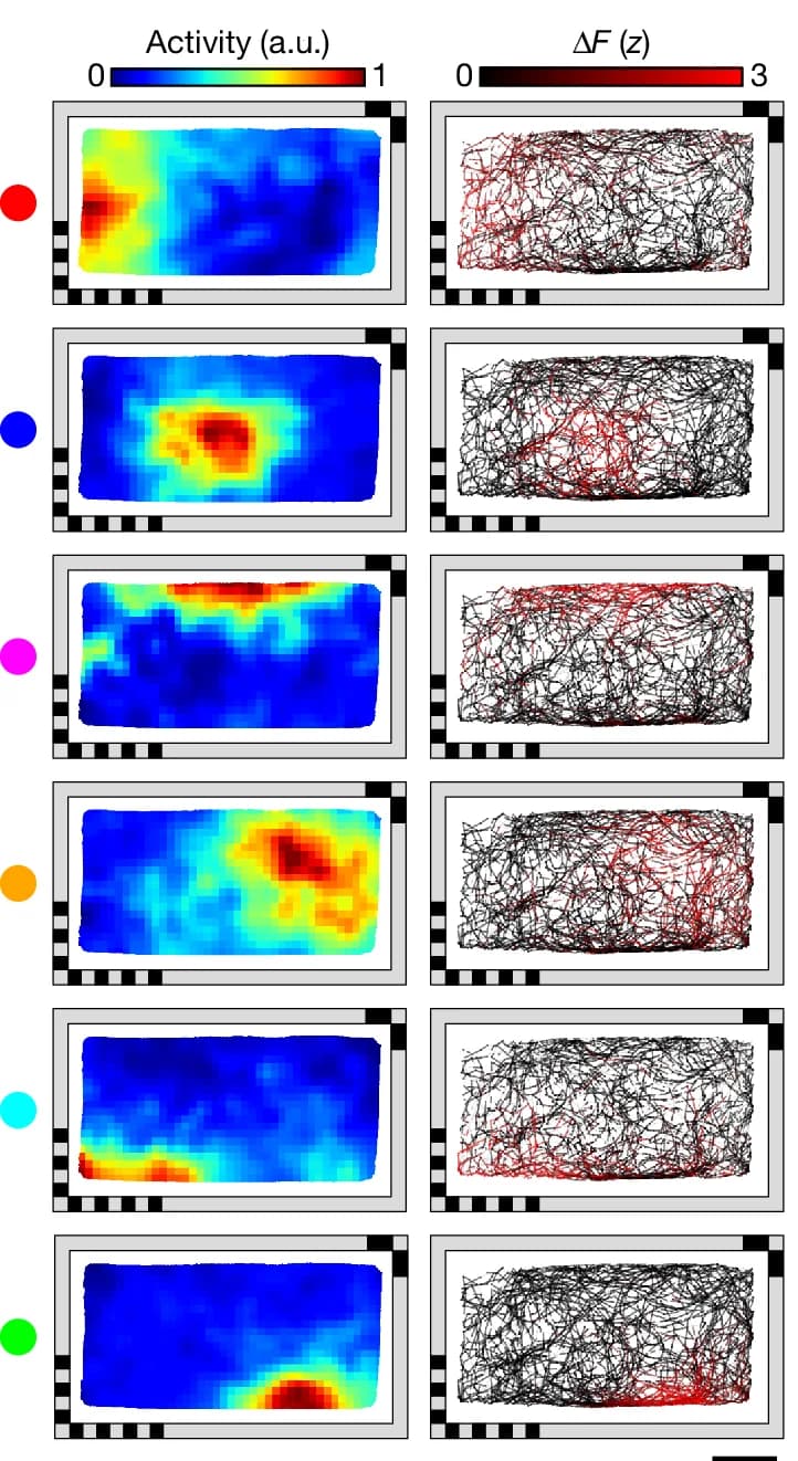 Open access visualization of Heatmap, Network, Spatial Activity Maps, Neural Response, Animal Trajectories