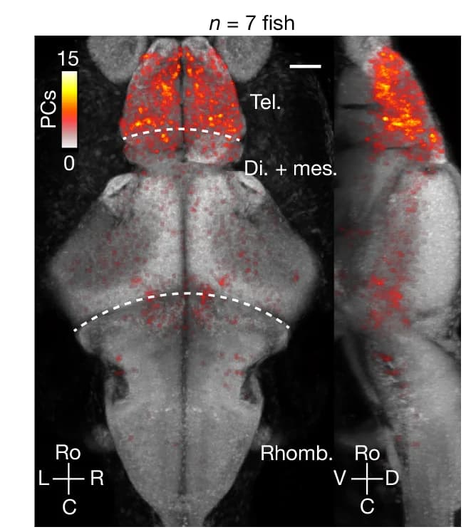 Open access visualization of Microscopy, Place Cells, Anatomical Distribution, Reference Brain