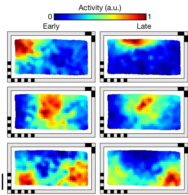 Open access visualization of Heatmap, Spatial Activity Maps, Experiment Stages, Telencephalic PCs, Statistical Significance