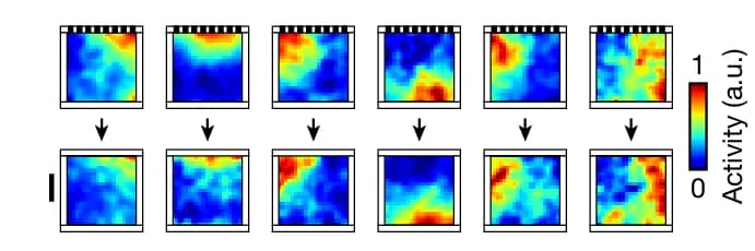 Open access visualization of Heatmap, Landmark-Removal Experiment, Spatial Activity Maps, Neurons