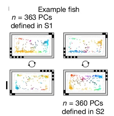 Open access visualization of Scatter Plot, Chamber-Rotation Experiment, Telencephalic PCs, Place Fields, Spatial Distribution