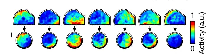 Open access visualization of Heatmap, Wall Morphing, Fish Removal