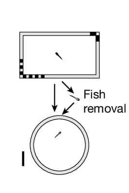 Open access visualization of Workflow, Flowchart, Illustration, Schematic, Experiment