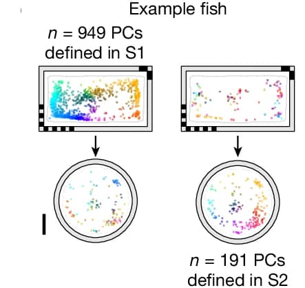 Open access visualization of Scatter Plot, Workflow, Analysis, Experiment