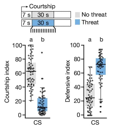 Open access visualization of Box Plot, Scatter Plot, Courtship Index, Defensive Index, Wild-type Males