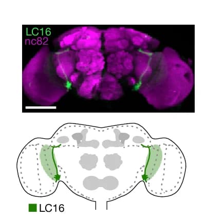 Open access visualization of Microscopy, Illustration, LC16 split-GAL4, UAS-mCD8-GFP, Adult Brain