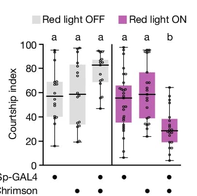 Open access visualization of Box Plot, Scatter Plot, LC16 > CsChrimson Flies, Courtship, Artificial Activation