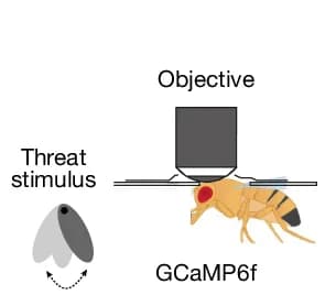 Open access visualization of Illustration, Live Imaging, Threat Delivery
