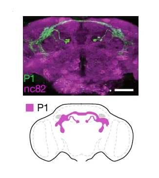 Open access visualization of Microscopy, Illustration, Adult Brain, GFP, Immunohistochemistry