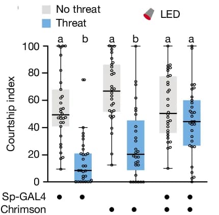 Open access visualization of Box Plot, Scatter Plot, Courtship, Artificial Activation, CsChrimson