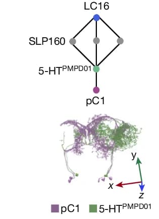 Open access visualization of Network, 3D Plot, LC16, pC1a, 5-HT PMPD01 Neurons