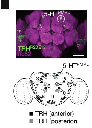 Open access visualization of Microscopy, Illustration, TRH R23E12 Sp-GAL4, PMPD Neurons, 5-HT Clusters